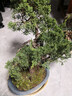 御春閣老樁濟州真柏苗 真柏曼苗 日本紀州真柏 真柏造型盆景 造型盆景  濟州真柏40厘米高左右 曬單實(shí)拍圖
