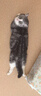 佳沃 JOYVIO 秘魯進(jìn)口藍(lán)莓 大果18mm+ 4盒裝 125g/盒 新鮮水果 曬單實(shí)拍圖