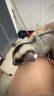 蜜茶蜜袋鼯糧食hpw小蜜沖泡糧食物飼料蜜袋鼬飛鼠高蛋白主糧蜜糧 盒裝160g 曬單實(shí)拍圖