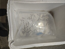 正宗鱸魚(yú)苗批發(fā)魚(yú)苗活體淡水養殖加州鱸魚(yú)苗10公分特大號兇猛大口黑鱸淡水魚(yú)苗 鱸魚(yú)苗6-8cm 100條（送10%左右） 曬單實(shí)拍圖