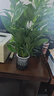 白掌一帆風(fēng)順盆栽植物室內(nèi)花卉綠植水養(yǎng)四季開花新手好養(yǎng)活 白掌1盆（繁星盆） 曬單實(shí)拍圖