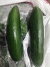 正宗壽光水果黃瓜無(wú)刺小黃瓜蔬菜生吃沙拉脆甜減脂低卡源頭直發(fā) 甘甜水果黃瓜 5斤 （劃算） 曬單實(shí)拍圖