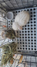 比克熊 苜蓿草1kg兔糧兔子草料烘干紫花幼兔牧草豚鼠磨牙飼料糧草毛重 曬單實(shí)拍圖