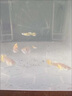 百綸木千黃金孔雀魚觀賞魚鳳尾魚好養(yǎng)耐活淡水魚缸小型魚熱帶魚 鎏金凰鱗【滿鱗黃金】2.5-4cm3只 曬單實(shí)拍圖