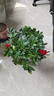 杜鵑花四季開(kāi)花杜鵑盆栽杜鵑花苗陽(yáng)臺客廳帶花苞懶人花卉 1盆【原土原盆】 曬單實(shí)拍圖