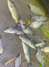 網(wǎng)中王釣鯉魚(yú)方塊餌料釣鯉魚(yú)鯽魚(yú)翻版鉤專(zhuān)用掛餌通殺薯香甜味腥香打窩料 單包裝【單包16塊】 曬單實(shí)拍圖