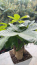 佰花錦3桿發(fā)財樹(shù)桌面綠植盆栽好養花卉辦公室桌面耐旱懶人植物招財小樹(shù) 3桿發(fā)財樹(shù)+白色菱形盆 整體高度約20-28cm 曬單實(shí)拍圖