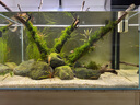 創(chuàng  )星烏龜魚(yú)缸加熱棒小型自動(dòng)恒溫器米定溫26度超短設計低水位防爆 【適用25L以?xún)雀住砍淘O計J16-50W 曬單實(shí)拍圖