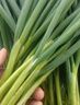 良知農(nóng)哥【順豐】東北新鮮小蔥 蘸醬蔬菜飯包小菜 4斤 送醬 曬單實(shí)拍圖