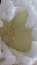 玉菇甜瓜冰淇淋現摘正宗新鮮水果整箱當季水果香瓜冰淇淋 【超值裝】 5斤(凈重4.7斤) 曬單實(shí)拍圖