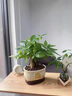幼薇發(fā)財樹盆栽樹樁招財室內(nèi)大型綠植開業(yè)送禮前臺大號金錢樹四季常青 三棵發(fā)財樹+財源廣進(jìn)C款瓷盆 帶盆栽好 曬單實拍圖