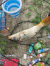 不銹鋼釣魚支架羊角頭炮臺支撐架桿多功能魚竿支架地插臺釣架桿 2.1m 帶地插藍(lán)色加粗款 曬單實(shí)拍圖