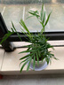 綠有意 綠植花卉辦公室客廳桌面盆栽擺件簡(jiǎn)約創(chuàng)意網(wǎng)紅北歐綠植ins云朵盆 袖珍椰子+甜甜圈PET樹脂盆+托盤+肥料 北歐風(fēng)格網(wǎng)紅綠植 曬單實(shí)拍圖
