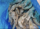 PHUKEY SEA特大鹽凍南美白對(duì)蝦 只只分離 海鮮水產(chǎn) 3斤 (21-30只/KG) 曬單實(shí)拍圖
