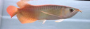 老牌漁場(chǎng)紅龍魚銀龍魚金龍魚或觀賞魚魚苗 一條魚苗【盲盒發(fā)貨】 曬單實(shí)拍圖