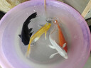 臺灣純種普身蝴蝶鯉觀(guān)賞魚(yú)冷水魚(yú)大鰭大尾冷水魚(yú)好養耐活包郵包活 （貴妃普身）黑白黃紅15-20公分各1條 曬單實(shí)拍圖