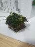 瘋狂水草（FKSC）莫斯水草活體植物魚(yú)缸造景底部前景套餐懶人陰性莫斯樹(shù)沉木水榕 莫斯小屋 曬單實(shí)拍圖