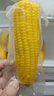 佳農(nóng) 內(nèi)蒙黃糯玉米棒8袋*220g 軟糯香甜 真空鎖鮮 源頭直發(fā) 禮盒包郵 曬單實(shí)拍圖
