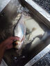 40付進(jìn)口魚(yú)鉤金袖伊豆伊勢尼短子線(xiàn)雙鉤綁好有無(wú)刺成品防纏繞精綁 金袖有刺鉤4/5+線(xiàn)0.8/1.0各20付 到手40付 曬單實(shí)拍圖