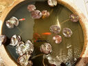 三色錦鯉魚活體觀賞魚活魚小型大型易養(yǎng)冷水淡水魚錦鯉易活金魚 6-8CM紅白三色黑白黃紅共6條 曬單實拍圖