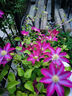 鐵線(xiàn)蓮大苗盆栽藤本爬藤花卉重瓣陽(yáng)臺庭院攀援四季植物帶盆發(fā)貨 粉香檳 曬單實(shí)拍圖