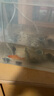 松寶（sobo）魚缸增氧泵養(yǎng)魚氧氣泵小型家用充氧泵水族箱打氧機增氧泵 雙孔3W 曬單實拍圖
