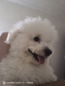 MIKI PAD狗狗衣服小型犬貓衣服秋冬季保暖可牽引外出背帶褲比熊泰迪雪納瑞 藍色口袋背帶褲 L背長(cháng)35cm（參考體重9-13斤） 曬單實(shí)拍圖