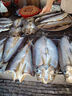釣魚(yú)小麥粒血麥餌料香野釣鯽魚(yú)鯉魚(yú)通殺紅蟲(chóng)顆粒釣餌溪流草魚(yú)主攻 麝香血麥1瓶1000粒 曬單實(shí)拍圖