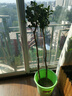 桂花樹(shù)苗盆栽室內四季桂花卉植物金桂丹桂庭院大樹(shù)濃香型綠植開(kāi)花 【金桂】粗2cm 高1.3-1.4米土球發(fā)貨 曬單實(shí)拍圖
