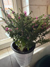 滿天星盆栽室內(nèi)陽(yáng)臺(tái)庭院好養(yǎng)花卉植物盆栽四季開(kāi)花不斷帶花苞發(fā)貨 大葉-滿天星【1盆】原盆原土 曬單實(shí)拍圖