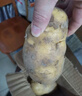 播州鮮貴州新鮮土豆高山馬鈴薯土豆黃皮黃心土豆5斤農(nóng)家自種蔬菜 新鮮黃皮土豆5斤 （凈重） 曬單實(shí)拍圖