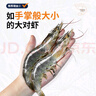 漁游記（YUYOUJI）國產(chǎn)青島大蝦凈蝦3.6斤鹽凍白蝦大號20-25只/斤白蝦基圍蝦蝦類(lèi) 曬單實(shí)拍圖