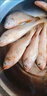 順豐小黃魚(yú)深海捕撈速凍生鮮野生黃花魚(yú)肉質(zhì)鮮嫩海鮮水產(chǎn)煲湯煎炸 5斤【小黃花魚(yú)】 曬單實(shí)拍圖