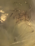 甄夢(mèng)漁野長(cháng)尾櫻桃紅玫瑰魚(yú)草缸群游活體燈科魚(yú)超紅櫻桃燈小型熱帶淡水魚(yú) 長(cháng)尾櫻桃燈33條(30+3備) 2.5厘米 2.5-3 曬單實(shí)拍圖