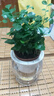 【帶盆高度15-20cm】特價(jià)水培驅(qū)蚊九里香七葉蓮盆栽好養(yǎng)驅(qū)蚊綠植 九里香+自動(dòng)吸水魚缸盆【1盆】 花盆口徑約為10cm 曬單實(shí)拍圖
