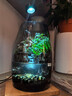 丘辰苔蘚微景觀(guān)養魚(yú)生態(tài)瓶diy辦公室內桌面綠植擺件花卉盆栽生日禮物 翠微2025款-店長(cháng)推薦 曬單實(shí)拍圖