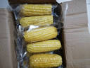蓮山九鮮東北糯玉米粗糧苞米新鮮代餐大棒甜糯玉米真空包裝 220g*10支黃糯玉米 曬單實(shí)拍圖