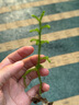 自由點(diǎn)益生菌衛生巾 單月量姨媽巾日夜組合7包66片加安睡褲 京東自營(yíng) 曬單實(shí)拍圖