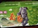 京覓 蜜光玫瑰晴王青提 陽(yáng)光葡萄 凈4斤單顆10g起 無(wú)籽提子 源頭直發(fā) 曬單實(shí)拍圖
