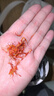 福東海桑葚紅花茶350g 精選草紅花黑桑椹子干貨組合搭睡眠黑眼圈泡水  曬單實(shí)拍圖