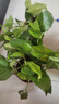 綠蘿盆栽室內(nèi)植物新房家用吸除甲醛凈化空氣水培綠植花卉長(zhǎng)藤綠蘿 120#原盆自動(dòng)吸水【4盆】+2包肥 曬單實(shí)拍圖