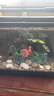 獨(dú)寵你魚缸懶人魚缸家用客廳辦公室塑料金魚缸新升級背濾款一體缸 曬單實(shí)拍圖