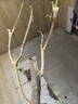 百芳緣三角梅樹苗花卉四季開花重瓣綠化攀緣植物盆景精品盆栽地栽葉子花 五彩 5年苗可以當(dāng)年開花 曬單實(shí)拍圖