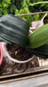 嘆為觀(guān)止君子蘭盆栽四季老苗花卉植物室內庭院水培綠植好養圓頭和尚大小苗 金冠君子蘭10-12片原盆原土+送 含盆 曬單實(shí)拍圖