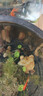 水草陶粒砂生態(tài)魚(yú)缸玻璃瓶家用水草泥水培四季造景套餐新手易種 3斤水草泥+一萬(wàn)粒種子+液肥 曬單實(shí)拍圖