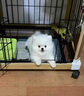 麥盯優(yōu)寵純種博美幼犬俊介茶杯犬活體寵物狗袖珍博美小型犬博美白色長(cháng)不大 寵物級 曬單實(shí)拍圖