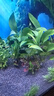 【京東物流】水草套餐 好養耐活真水草植物綠菊大葉綠九冠魚(yú)缸 三頭丹麥榕沉木 曬單實(shí)拍圖