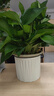 雙盟綠蘿盆栽除甲醛花卉綠植辦公室新房?jì)艋諝?80白豎紋4盆源頭直發(fā) 曬單實(shí)拍圖