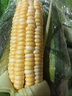 京鮮生云南水果玉米5斤 鮮甜玉米棒 甜脆多汁 新鮮蔬菜 源頭直發(fā)包郵 曬單實(shí)拍圖