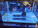 森森 超白玻璃小型熱彎水草魚(yú)缸HRK-600套缸+過(guò)濾器+水草燈 曬單實(shí)拍圖